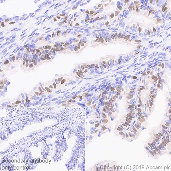 Anti-FoxJ1 antibody [EPR21874] (ab235445) | Abcam
