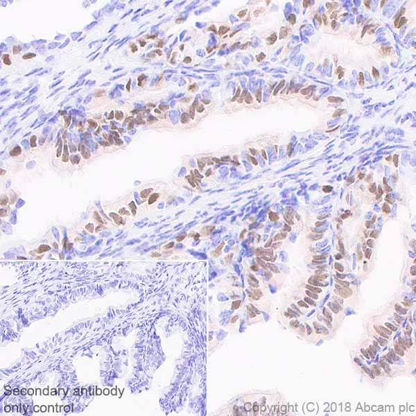 Immunohistochemistry (Formalin/PFA-fixed paraffin-embedded sections) - Anti-FoxJ1 antibody [EPR21874] - BSA and Azide free (AB238168)
