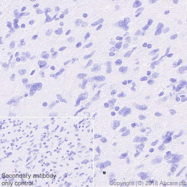 Immunohistochemistry (Formalin/PFA-fixed paraffin-embedded sections) - Anti-FoxJ1 antibody [EPR21874] - BSA and Azide free (AB238168)