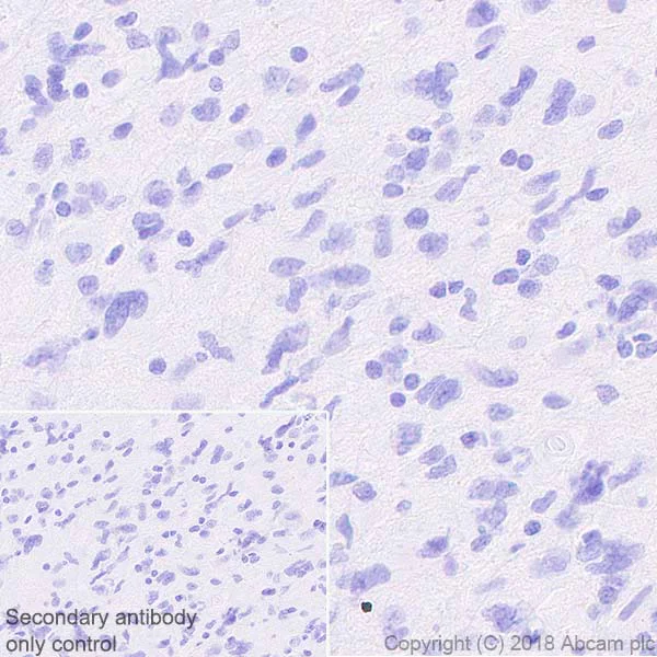 Immunohistochemistry (Formalin/PFA-fixed paraffin-embedded sections) - Anti-FoxJ1 antibody [EPR21874] - BSA and Azide free (AB238168)