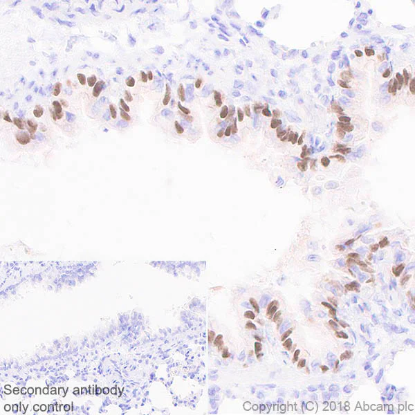 Immunohistochemistry (Formalin/PFA-fixed paraffin-embedded sections) - Anti-FoxJ1 antibody [EPR21874] - BSA and Azide free (AB238168)