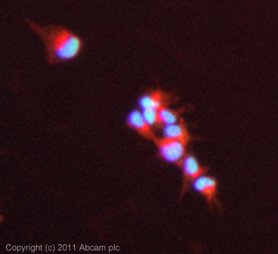 Immunocytochemistry/ Immunofluorescence - Anti-FOXK1/MNF antibody (AB18196)
