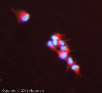 Immunocytochemistry/ Immunofluorescence - Anti-FOXK1/MNF antibody (AB18196)