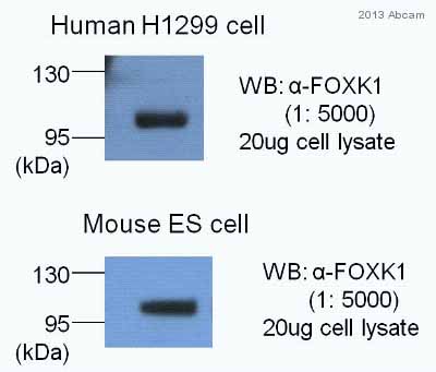 Anti-FOXK1/MNF antibody