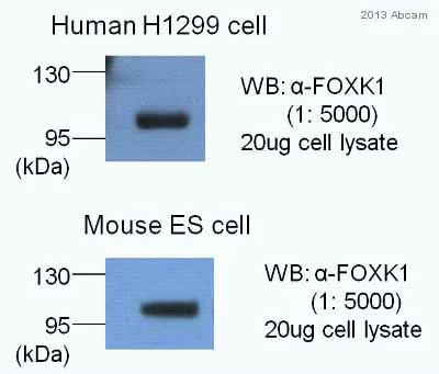 Western blot - Anti-FOXK1/MNF antibody (AB18196)
