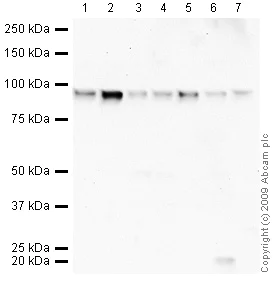 Western blot - Anti-FOXK1/MNF antibody (AB18196)