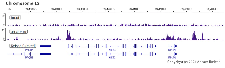 ChIP-sequencing - Anti-FOXK1/MNF antibody [EPR27320-65] (AB309510)