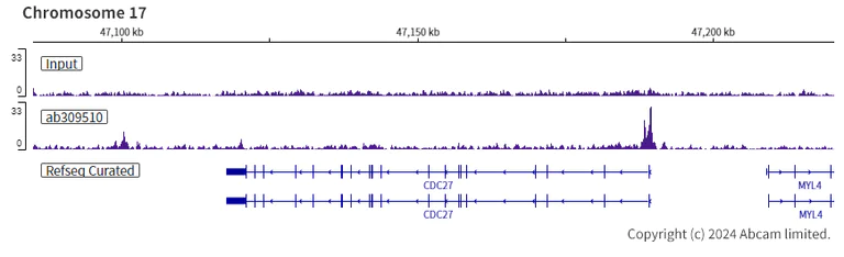 ChIP-sequencing - Anti-FOXK1/MNF antibody [EPR27320-65] (AB309510)