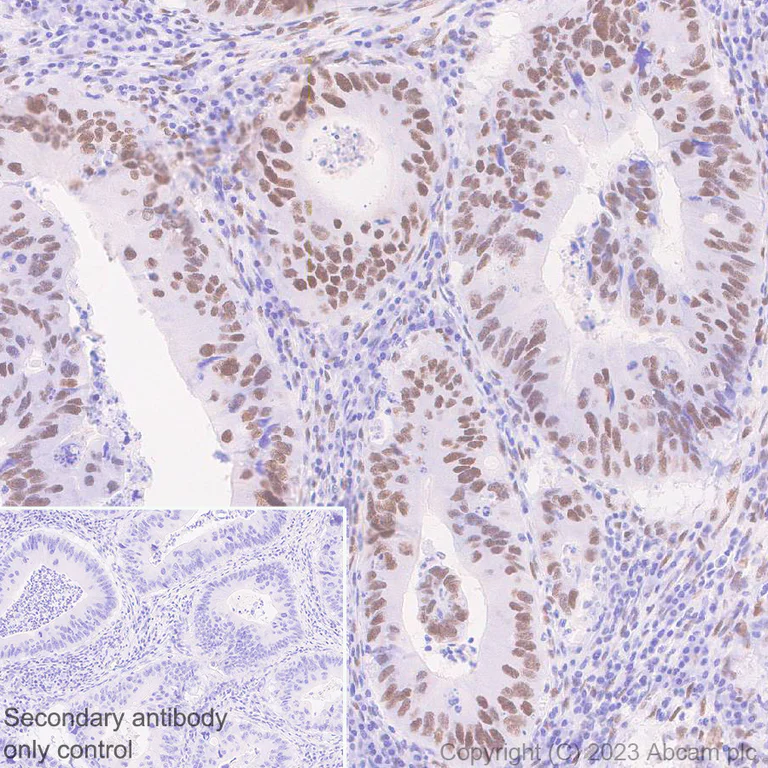 Immunohistochemistry (Formalin/PFA-fixed paraffin-embedded sections) - Anti-FOXK1/MNF antibody [EPR27320-65] (AB309510)