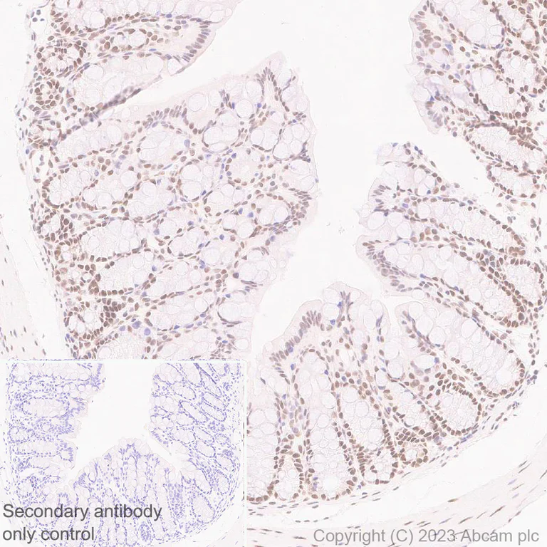 Immunohistochemistry (Formalin/PFA-fixed paraffin-embedded sections) - Anti-FOXK1/MNF antibody [EPR27320-65] (AB309510)