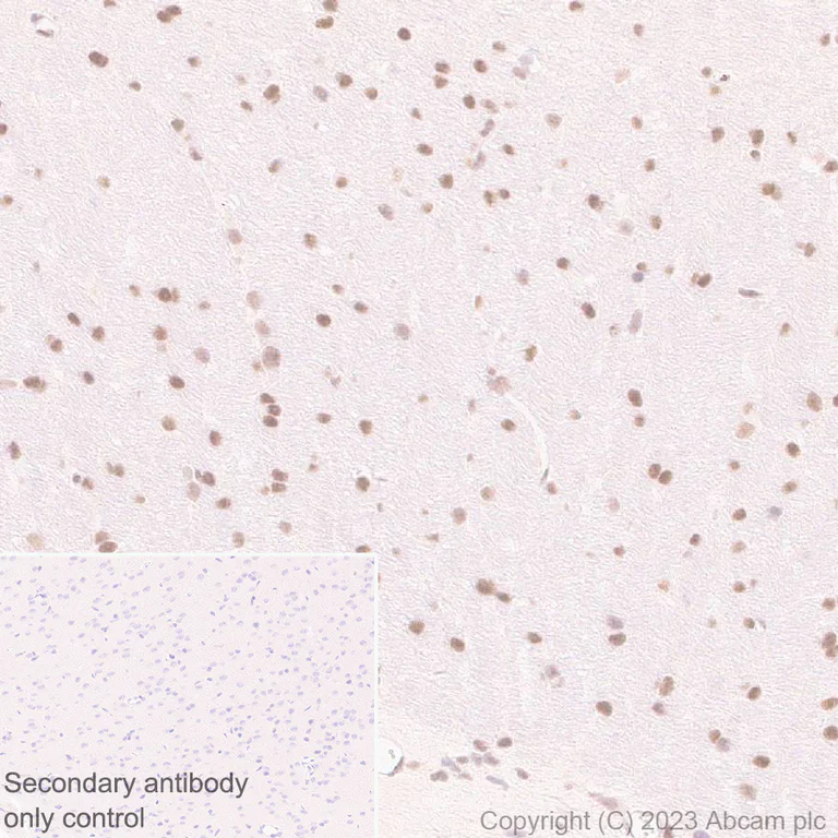 Immunohistochemistry (Formalin/PFA-fixed paraffin-embedded sections) - Anti-FOXK1/MNF antibody [EPR27320-65] (AB309510)
