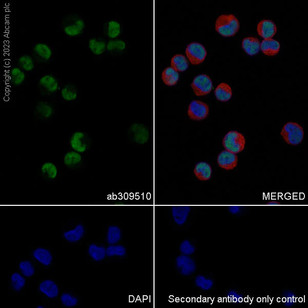 Immunocytochemistry/ Immunofluorescence - Anti-FOXK1/MNF antibody [EPR27320-65] - BSA and Azide free (AB309511)