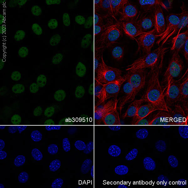 Immunocytochemistry/ Immunofluorescence - Anti-FOXK1/MNF antibody [EPR27320-65] - BSA and Azide free (AB309511)
