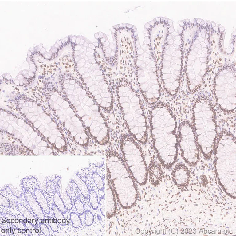 Immunohistochemistry (Formalin/PFA-fixed paraffin-embedded sections) - Anti-FOXK1/MNF antibody [EPR27320-65] - BSA and Azide free (AB309511)
