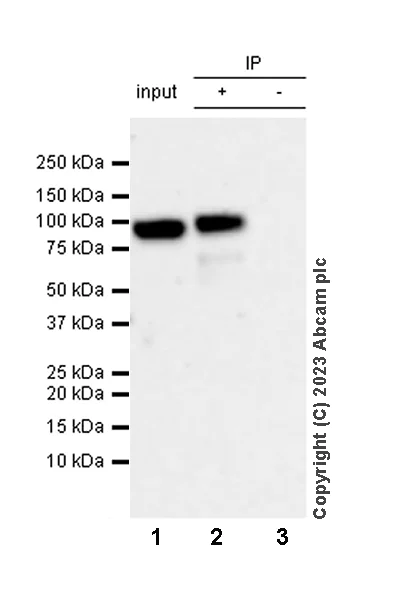 Immunoprecipitation - Anti-FOXK1/MNF antibody [EPR27320-65] - BSA and Azide free (AB309511)