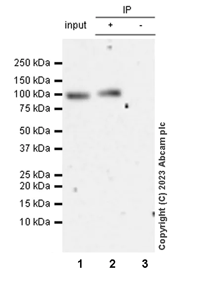Immunoprecipitation - Anti-FOXK1/MNF antibody [EPR27320-65] - BSA and Azide free (AB309511)