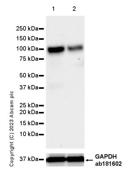 Western blot - Anti-FOXK1/MNF antibody [EPR27320-65] - BSA and Azide free (AB309511)