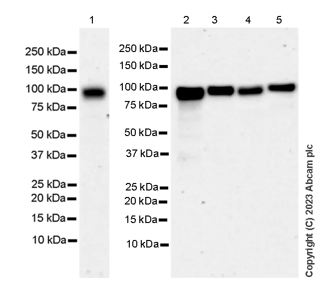 Western blot - Anti-FOXK1/MNF antibody [EPR27320-65] - BSA and Azide free (AB309511)