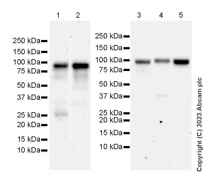 Western blot - Anti-FOXK1/MNF antibody [EPR27320-65] - BSA and Azide free (AB309511)