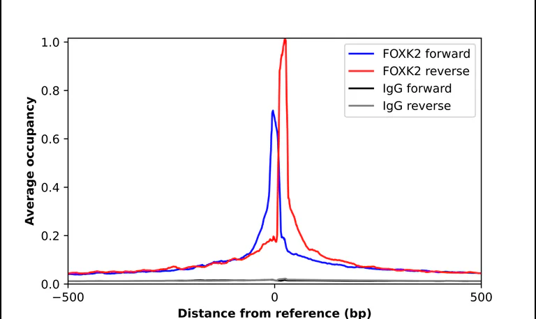 ChIP - Anti-FOXK2 Antibody (AB327208)