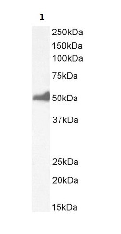 Western blot - Anti-FOXL2 antibody (AB5096)