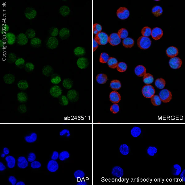Immunocytochemistry/ Immunofluorescence - Anti-FOXL2 antibody [EPR23523-68] (AB246511)