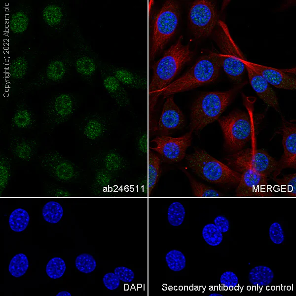 Immunocytochemistry/ Immunofluorescence - Anti-FOXL2 antibody [EPR23523-68] (AB246511)