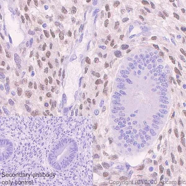 Immunohistochemistry (Formalin/PFA-fixed paraffin-embedded sections) - Anti-FOXL2 antibody [EPR23523-68] (AB246511)