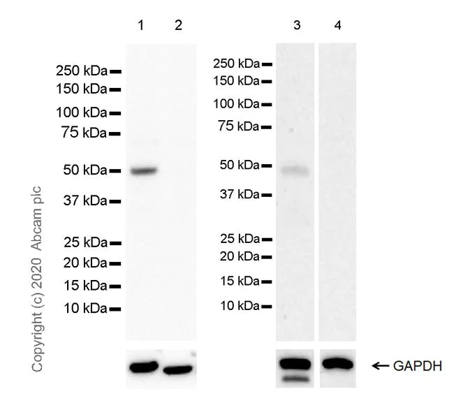 Western blot - Anti-FOXL2 antibody [EPR23523-68] (AB246511)