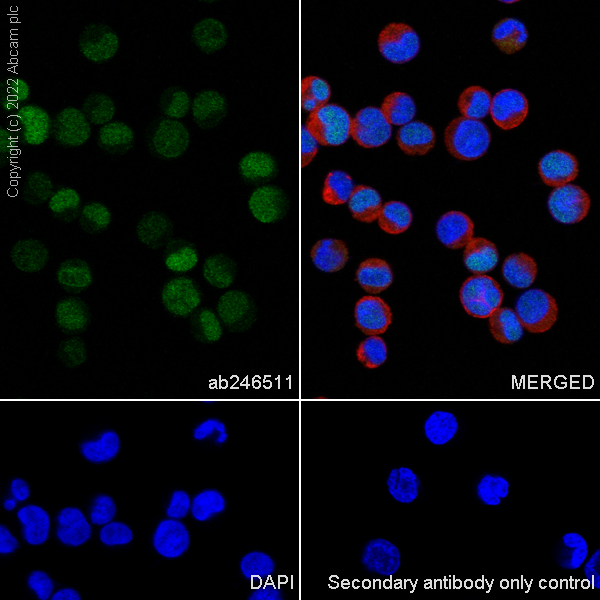 Immunocytochemistry/ Immunofluorescence - Anti-FOXL2 antibody [EPR23523-68] - BSA and Azide free (AB272050)