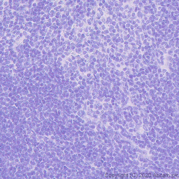 Immunohistochemistry (Formalin/PFA-fixed paraffin-embedded sections) - Anti-FOXL2 antibody [EPR23523-68] - BSA and Azide free (AB272050)