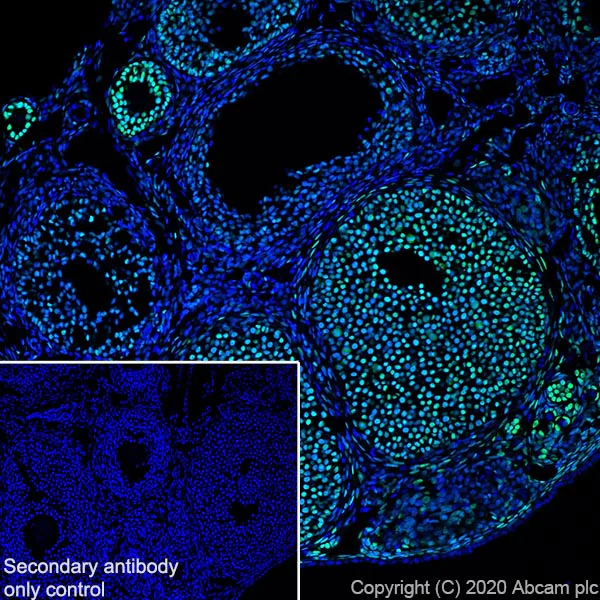 Immunohistochemistry (Frozen sections) - Anti-FOXL2 antibody [EPR23523-68] - BSA and Azide free (AB272050)