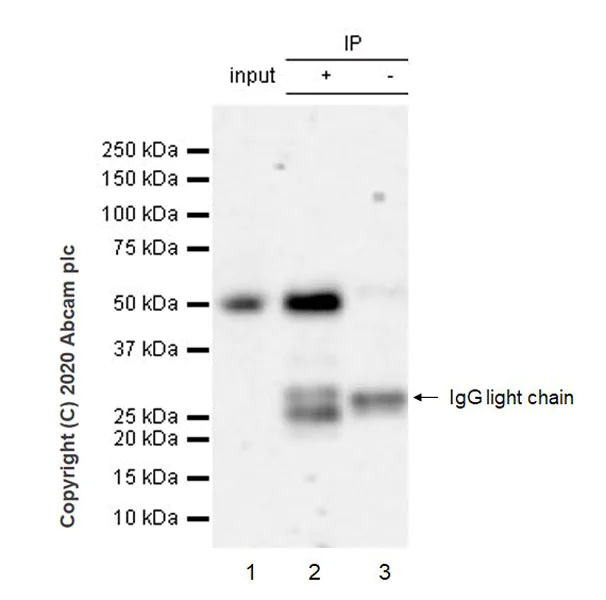 Immunoprecipitation - Anti-FOXL2 antibody [EPR23523-68] - BSA and Azide free (AB272050)
