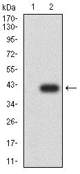 Western blot - Anti-FOXM1 antibody [6F11A8] (AB234077)