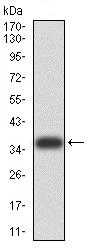 Western blot - Anti-FOXM1 antibody [6F11A8] (AB234077)