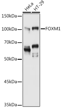Western blot - Anti-FOXM1 antibody (AB325677)