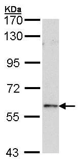 Western blot - Anti-FOXN1 antibody (AB96374)