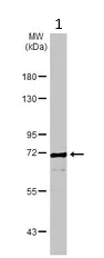 Western blot - Anti-FOXN1 antibody (AB96374)
