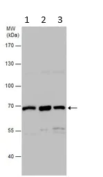Western blot - Anti-FOXN1 antibody (AB96374)