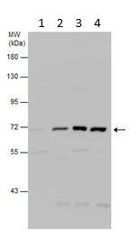 Western blot - Anti-FOXN1 antibody (AB96374)