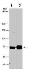 Western blot - Anti-FOXN1 antibody (AB96374)