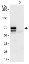 Immunoprecipitation - Anti-FOXN3 antibody (AB129453)