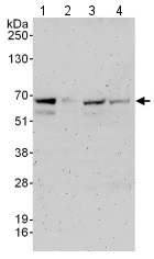 Western blot - Anti-FOXN3 antibody (AB129453)