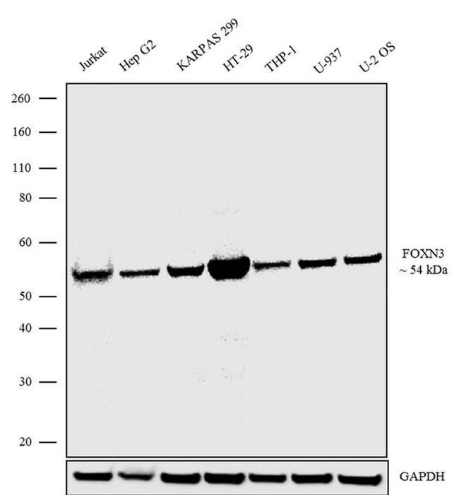 Western blot - Anti-FOXN3 Antibody [RP23040211] (AB313485), expandable thumbnail