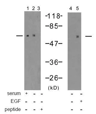 Western blot - Anti-FOXO1A antibody (AB39670)