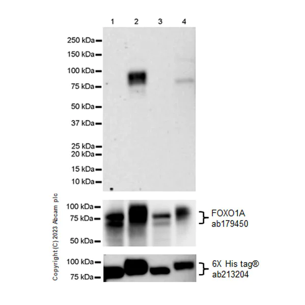Western blot - Anti-FOXO1A antibody [EPR12020] (AB179450)