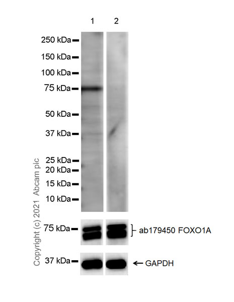 Western blot - Anti-FOXO1A (phospho S253) antibody [EPR24065-239] (AB259337)