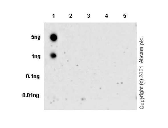 Dot Blot - Anti-FOXO1A (phospho S253) antibody [EPR24065-239] - BSA and Azide free (AB283583)