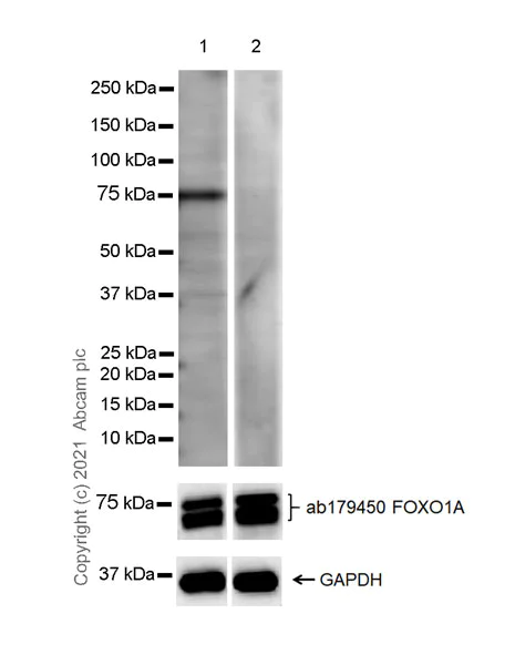 Western blot - Anti-FOXO1A (phospho S253) antibody [EPR24065-239] - BSA and Azide free (AB283583)