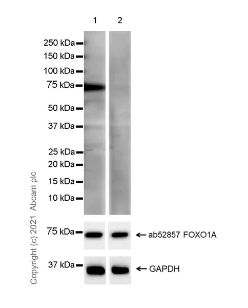 Western blot - Anti-FOXO1A (phospho S253) antibody [EPR24065-239] - BSA and Azide free (AB283583)